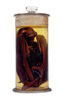 Chiroptera: Pteropus alecto gouldi, black flying fox