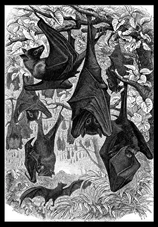 Bats: Pteropus, Flying Foxes