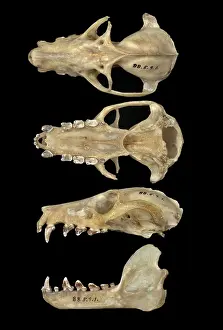 Livingstone: Pteropus livingstonii, Comoro black flying fox