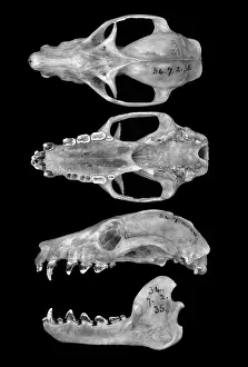 Livingstone: Pteropus livingstonii, Comoro black flying fox