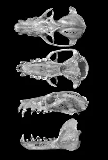 Livingstone: Pteropus livingstonii, Comoro black flying fox