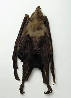 Okinawa: Pteropus loochoensis, Okinawa flying fox