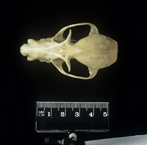 Cranial: Pteropus poliocephalus, grey-headed flying fox