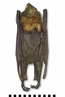 Chiroptera: Pteropus poliocephalus, grey-headed flying-fox