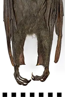 Chiroptera: Pteropus poliocephalus, grey-headed flying-fox