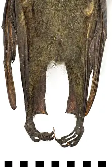 Chiroptera: Pteropus poliocephalus, grey-headed flying-fox