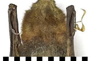 Chiroptera: Pteropus poliocephalus, grey-headed flying-fox