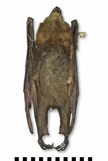 Chiroptera: Pteropus poliocephalus, grey-headed flying-fox