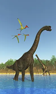 Pteranodon: Three pterosaurs fly over two Brachiosaurus dinosaurs