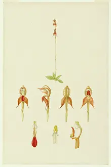 Bauer: Pterostylis rufa, rusty hood