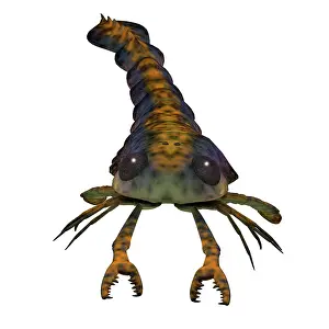 Antenna: Pterygotus, an extinct arthropod, front view on
