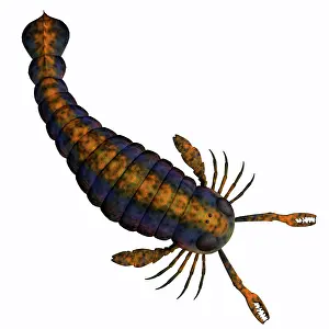 Antenna: Pterygotus scorpion