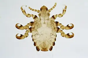 Translucent: Pthirus gorillae, gorilla louse