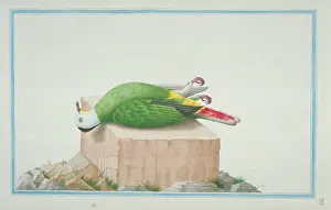 Gideon: Ptilinopus sp. fruit dove