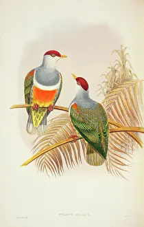 Ptilinopus: Ptilinopus wallacii, Wallace's fruit-dove