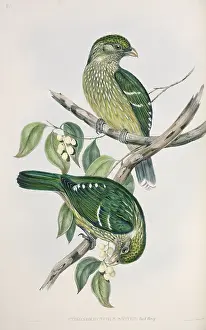 Pecking: Ptilonorhynchus violaceus, satin bowerbird