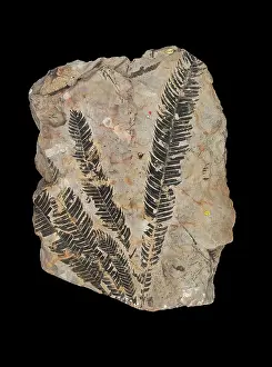 Cycad: Ptilophyllum pectinoides