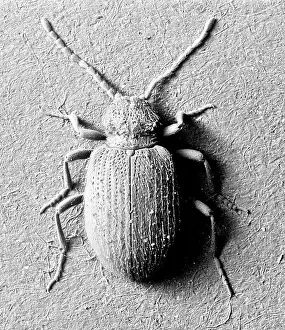 Arachnida: Ptinus tectus, spider beetle