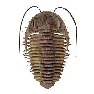 Antenna: Ptychoparia trilobite