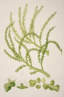 Elegans: Ptychosperma elegans, solitare palm