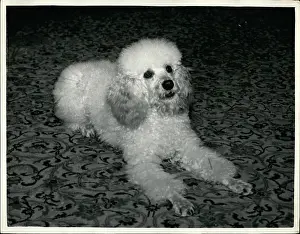 Forecast: Puckshill Guppi, performing poodle