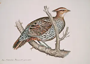 Singh: Pucrasia macrolopha, koklass pheasant