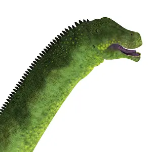 Macronaria: Puertasaurus dinosaur head