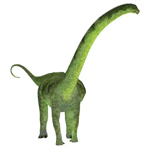 Macronaria: Puertasaurus dinosaur on white background