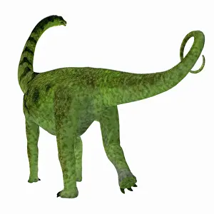 Macronaria: Puertasaurus dinosaur on white background