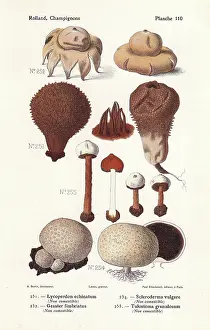 Bessin: Puffball and earthstar mushrooms