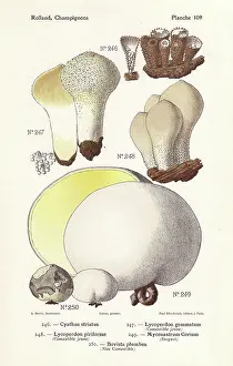 Bessin: Puffball mushrooms