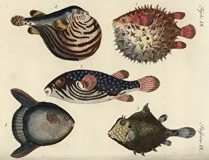 Mola: Puffer, globe and sunfish
