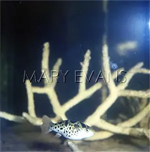 Inflate: PUFFERFISH