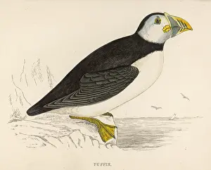 Puffin: PUFFIN