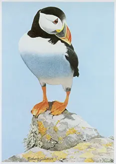 Puffin: Puffin