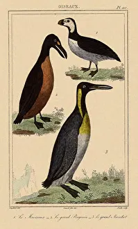 Patches: Puffin, Auk, Penguin
