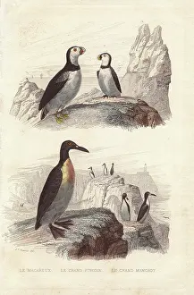 Travies: Puffin, extinct great auk, and emperor penguin