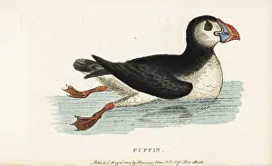 Arctica: Puffin, Fratercula arctica
