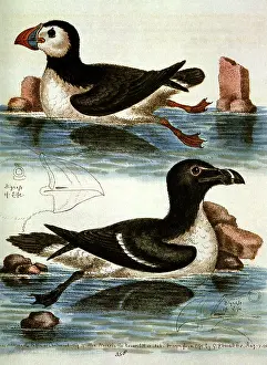 Puffin: Puffin and Razorbill