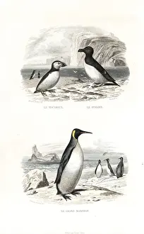 Pourrat: Puffin, razorbill and king penguin