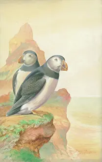 Puffins: Puffins