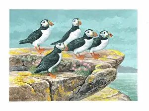 Puffins: Puffins