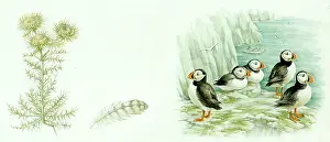Puffins: Puffins