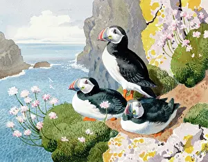 Puffins: Puffins