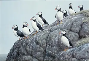 Puffins: Puffins