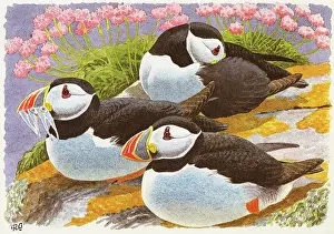 Puffins: Puffins