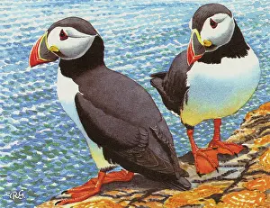 Perch: Puffins