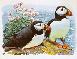 Perch: Puffins
