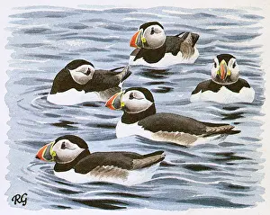 Puffins: Puffins