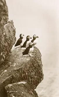 Puffins: Puffins on a cliff ledge - Scotland
